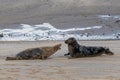 Female grey seal, Halichoerus grypus, defending her territory and protecting her newborn pup, Horsey, Norfolk, UK