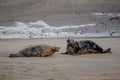 Female grey seal, Halichoerus grypus, defending her territory and protecting her newborn pup, Horsey, Norfolk, UK