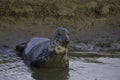 Female grey seal has come ashore to give birth