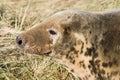 Female grey seal head shot