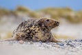 Female Grey seal on Helgoland Royalty Free Stock Photo