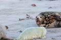 A female grey seal protects her young against another grey seal. Royalty Free Stock Photo