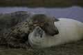 Female grey seal and pup resting on the sand dune Royalty Free Stock Photo