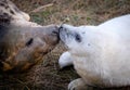 Female Grey Seal with pup. Royalty Free Stock Photo