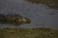 Female grey seal resting in the early morning sunshine Royalty Free Stock Photo