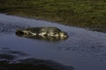 Female grey seal resting in the shallow water in the early morning sun Royalty Free Stock Photo