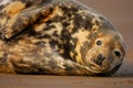 Female grey seal rests at Donna Nook Royalty Free Stock Photo