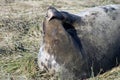 Female Grey Seal Scratching her snout Royalty Free Stock Photo