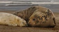 Female Seal with her Pup Royalty Free Stock Photo