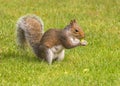 Grey Squirrel eating an acorn, Worcestershire, England.