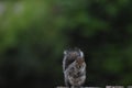 mother squirrel looking for scraps in the trash can