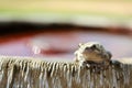 Female Grey Tree Frog Sitting on Bird Bath