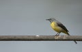 female grey wagtail