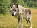 Female grey wolf