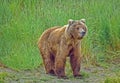 Female grizzly bear in Alaska