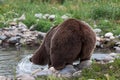 Grizzly Bear Playing in a Pond Royalty Free Stock Photo