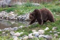 Female Grizzly Bear Next to a Pond Royalty Free Stock Photo