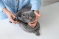 Female groomer brushing cat in salon