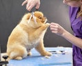 A female groomer cuts the fur of a charming purebred pomeranian. Fine wool falls on the table