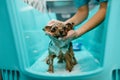 Female groomer foaming little dog, grooming salon