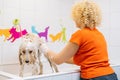 Female groomer gently washing foot of Labradoodle dog with shampoo in bathroom at grooming salon. Happy woman owner Royalty Free Stock Photo