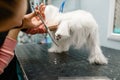 Female groomer with scissors cuts hair on dog paws