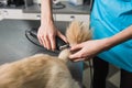 Female groomer trimming dog`s tail.