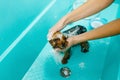 Female groomer washes cute dog, grooming salon Royalty Free Stock Photo