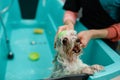 Female groomer washes cute dog, grooming salon Royalty Free Stock Photo