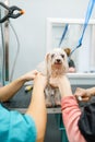 Female groomer washes cute dog, paws cleaning Royalty Free Stock Photo