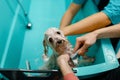 Female groomer washes cute dog, paws cleaning Royalty Free Stock Photo