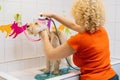 Female groomer washing obedient curly-haired Labradoodle dog with shower sprayer in bathtub at grooming salon. Royalty Free Stock Photo