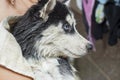 Female groomer wiping dog after taking a bath. A dog after bathing in a towel in her mistress hands