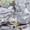 Female grouse hiding among rocks