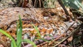 Female grouse incubates eggs in nest. Wild bird in nature close-up