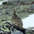 Grouse/Rype in Norwegian mountains