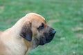 Female of guardian dog Fila Brasileiro, Brazilian Mastiff Royalty Free Stock Photo