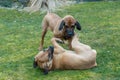 Female of guardian dog Fila Brasileiro, Brazilian Mastiff Royalty Free Stock Photo