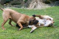 Female of guardian dog Fila Brasileiro, Brazilian Mastiff Royalty Free Stock Photo