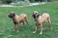 Female of guardian dog Fila Brasileiro, Brazilian Mastiff Royalty Free Stock Photo