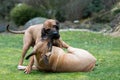 Female of guardian dog Fila Brasileiro, Brazilian Mastiff Royalty Free Stock Photo