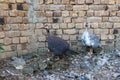 Female guinea fowl hen with their keats Royalty Free Stock Photo