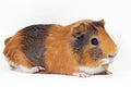 Female guinea pig isolated over white background Royalty Free Stock Photo