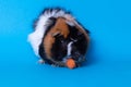 Female guinea pig sitting, front view, eats carrot Royalty Free Stock Photo