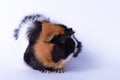 female guinea pig sitting, front view, on white background Royalty Free Stock Photo