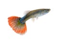 Female guppy on white background