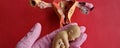 Female gynecologist holds in hands anatomical model of study model of child in womb