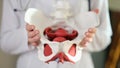 Female gynecologist showing model of female pelvis with muscles