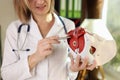 Doctor gynecologist shows location of female pelvis with muscles.