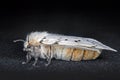 A Female Gypsy Moth